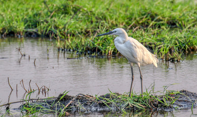 large egret stood in river in chobe reserve botswana