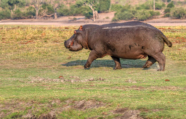 hippo on land running