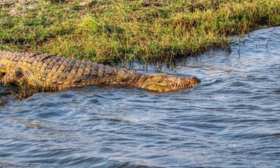 crocodile entering the river in chobe nature reserve botswana
