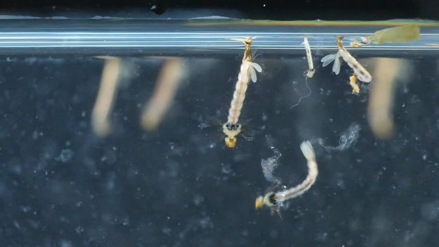 Slow motion group of Mosquito, Larvae and Pupae in polluted water in laboratory for education.