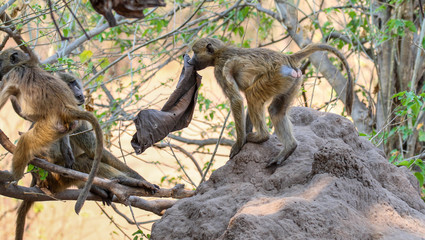 baboon playing with a tarpaulin in the trees in chobe reserve botswana
