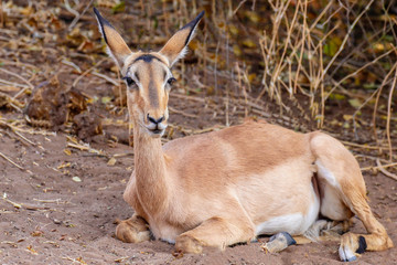 impala laid down relaxing in chobe reserve botswana