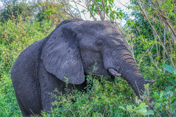 elephant grazing in bush in chobe reserve botswana
