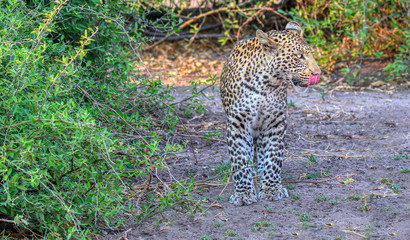 Fototapeta na wymiar leopard in chobe national park licking his lips