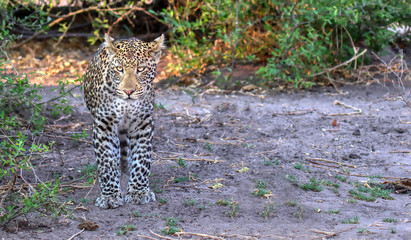 head on shot of leopard walking  toward you in chobe national park in botswana