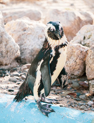 African penguin standing on the rock after swimming. African penguin (Spheniscus demersus) also known as the jackass penguin and black-footed penguin.