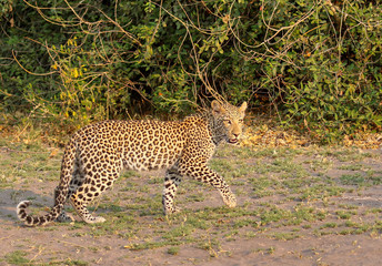 juvenile leopard in chobe national park in botswana