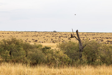 Landscape with big herds. Great migration. Kenya, Africa (Rev.2)