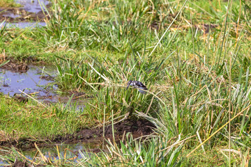 Black-white kingfisher on the reed. Amboseli, Kenya (Rev.2)