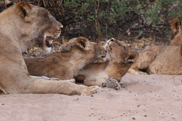 2 lion cubs petting each other in chobe national park in botswana