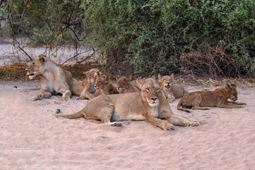 lionesses with baby cubs in chobe national park botswana