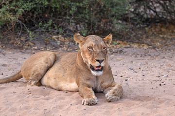 Naklejka na ściany i meble lioness sat in chobe national park botswana