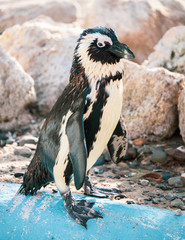 African penguin standing on the rock after swimming. African penguin (Spheniscus demersus) also known as the jackass penguin and black-footed penguin.