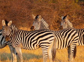 three zebras in hwange reserve zimbabwe