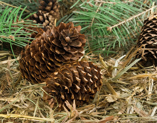 Naklejka na ściany i meble image of fir cones close up