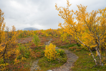 Fototapeta premium Autumn path in a mountain landscape. Abisko national park in Sweden.