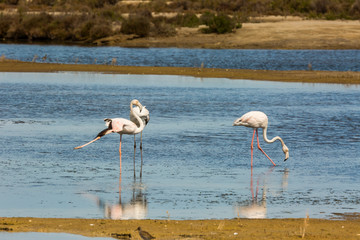 Flamingos in Delta de l'Ebre Nature Park, Tarragona, Spain