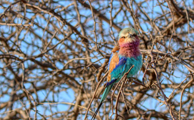 lilac breasted roller bird