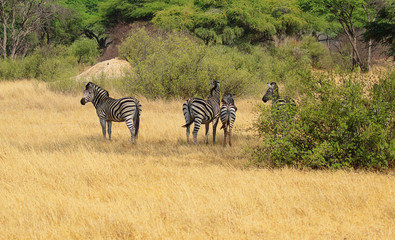 Fototapeta na wymiar zebras in hwange reserve zimbabwe