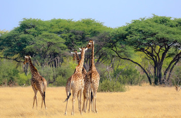 Naklejka na ściany i meble four giraffes wandering on plains of hwange nature reserve in zimbabwe