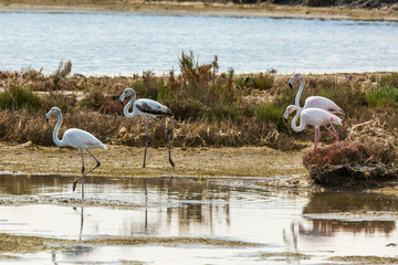 Flamingos in Delta de l'Ebre Nature Park, Tarragona, Spain