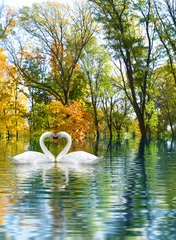 Tuinposter Zwaan afbeelding van twee witte zwanen als symbool van het hart