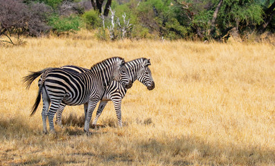 Fototapeta premium two zebras side by side in hwange nature reserve zimbabwe