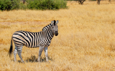 Obraz na płótnie Canvas one lone zebra stood in hwange nature reserve