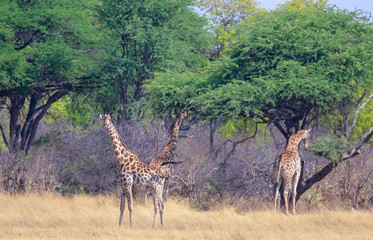 Naklejka premium 3 giraffes feeding in the trees in hwange reserve zimbabwe