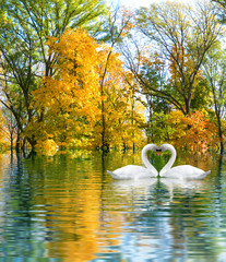 image of two white swans as a symbol of the heart