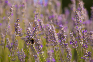 Bumblebee in Lavaneder field