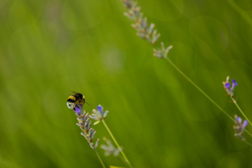 Bumblebee in Lavaneder field