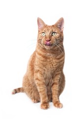 Cute ginger cat sitting and licking lips. Vertical image isolated on white background.