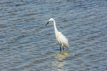 Little egret in Delta de l'Ebre Nature Park, Tarragona, Spain