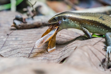 Common sun skink having mouthful meal