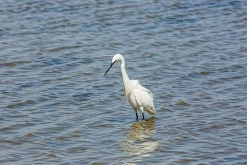 Little egret in Delta de l'Ebre Nature Park, Tarragona, Spain