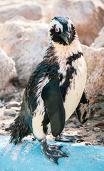 African penguin standing on the rock after swimming. African penguin (Spheniscus demersus) also known as the jackass penguin and black-footed penguin.