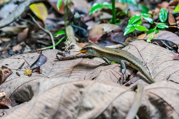 Common sun skink having mouthful meal, spotted in Singapore