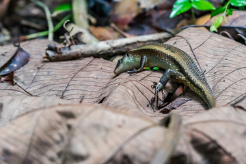 Common sun skink spotted in Singapore