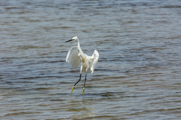 Little egret in Delta de l'Ebre Nature Park, Tarragona, Spain