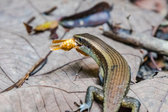 Common sun skink having mouthful meal