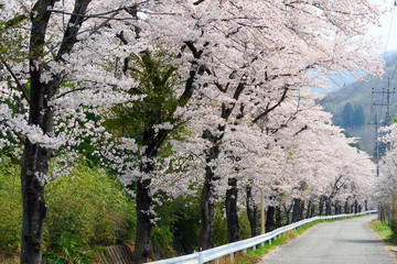 日本の春、井戸の桜並木。長瀞　埼玉　日本。４月初旬。