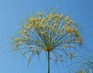 Obraz premium Cyperus papyrus 