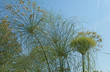 Cyperus papyrus 