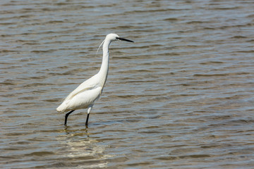 Little egret in Delta de l'Ebre Nature Park, Tarragona, Spain