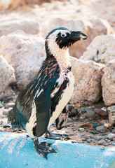 African penguin standing on the rock after swimming. African penguin (Spheniscus demersus) also known as the jackass penguin and black-footed penguin.