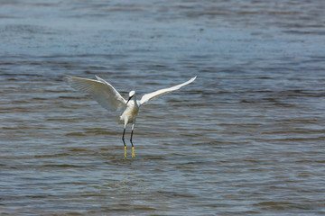 Little egret in Delta de l'Ebre Nature Park, Tarragona, Spain