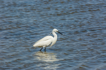Little egret in Delta de l'Ebre Nature Park, Tarragona, Spain
