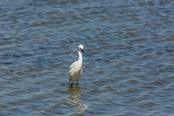 Little egret in Delta de l'Ebre Nature Park, Tarragona, Spain