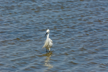 Little egret in Delta de l'Ebre Nature Park, Tarragona, Spain